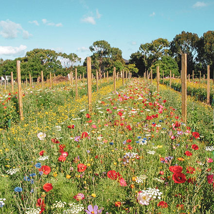 Wild flowers at Ata Rangi vineyard