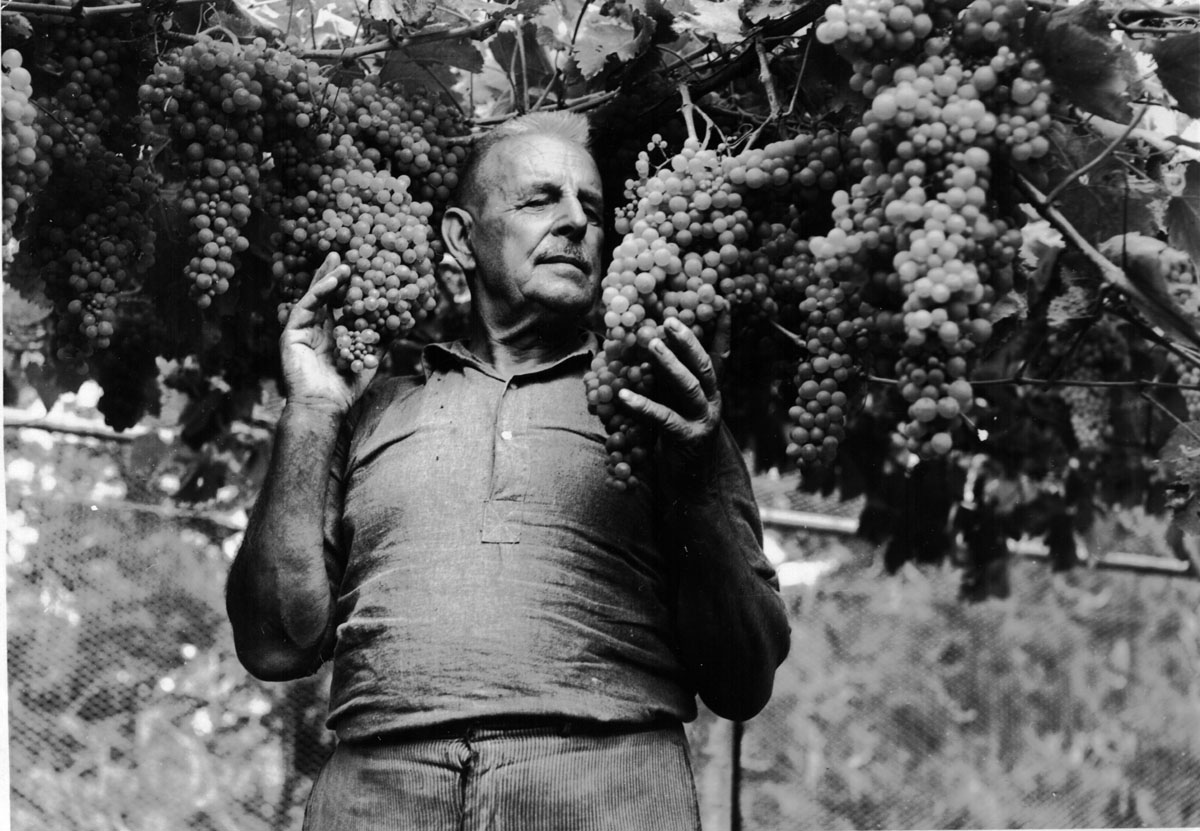 Bartul Soljans holding grapes on a vine. 