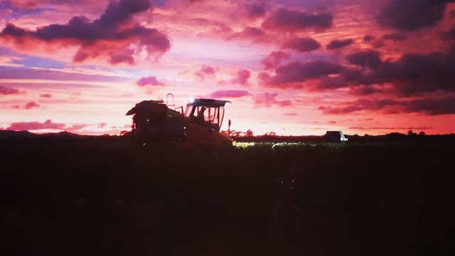 Harvester silhouetted by sunrise