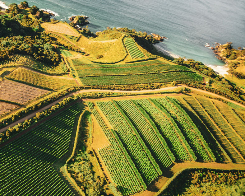 Aerial show of man o war vineyards and the sea