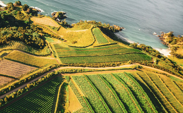 Aerial show of man o war vineyards and the sea
