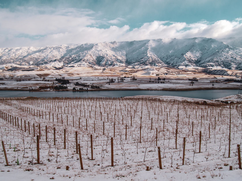 Mishas vineyard in winter, snowy