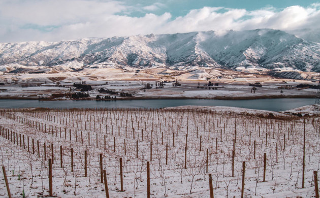 Mishas vineyard in winter, snowy