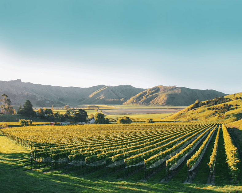 Villa Maria Gisborne vines and mountains