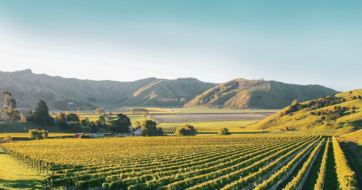 Gisborne Wine Region New Zealand Wine