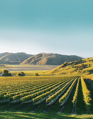 Villa Maria Gisborne vines and mountains