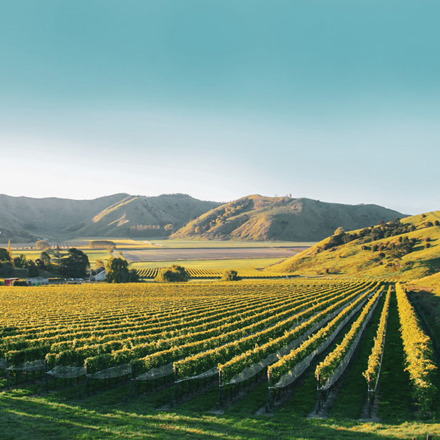 Villa Maria Gisborne vines and mountains