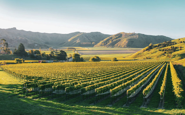 Villa Maria Gisborne vines and mountains