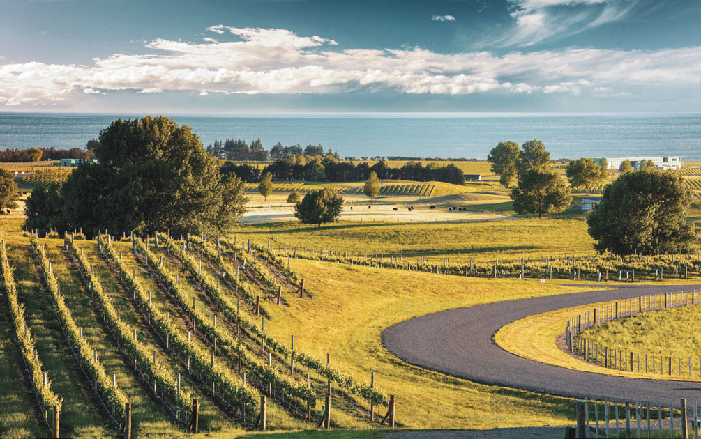 sacred hill vines next to a road