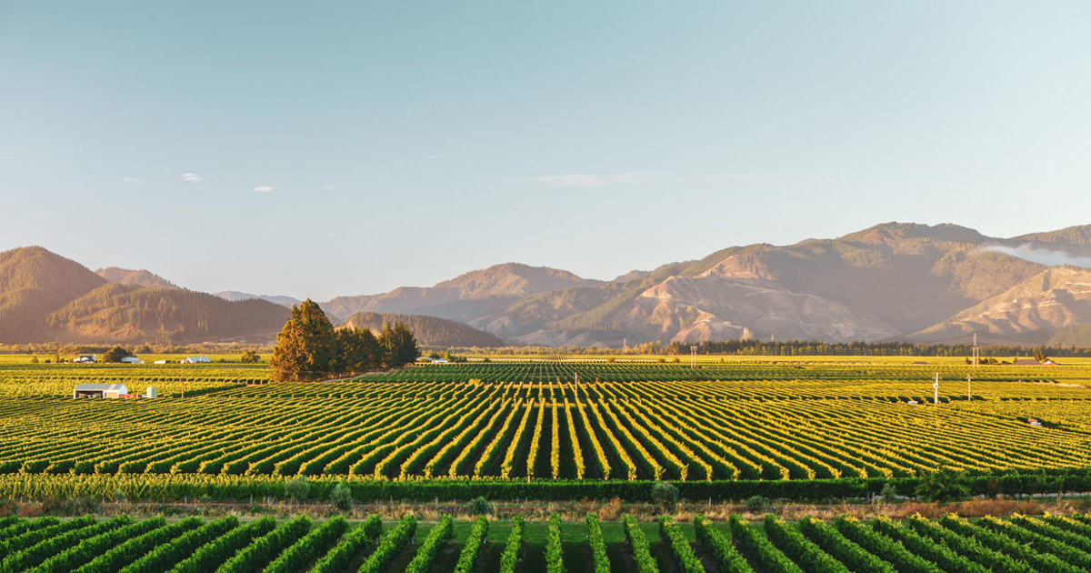 Marlborough Wine Region New Zealand Wine