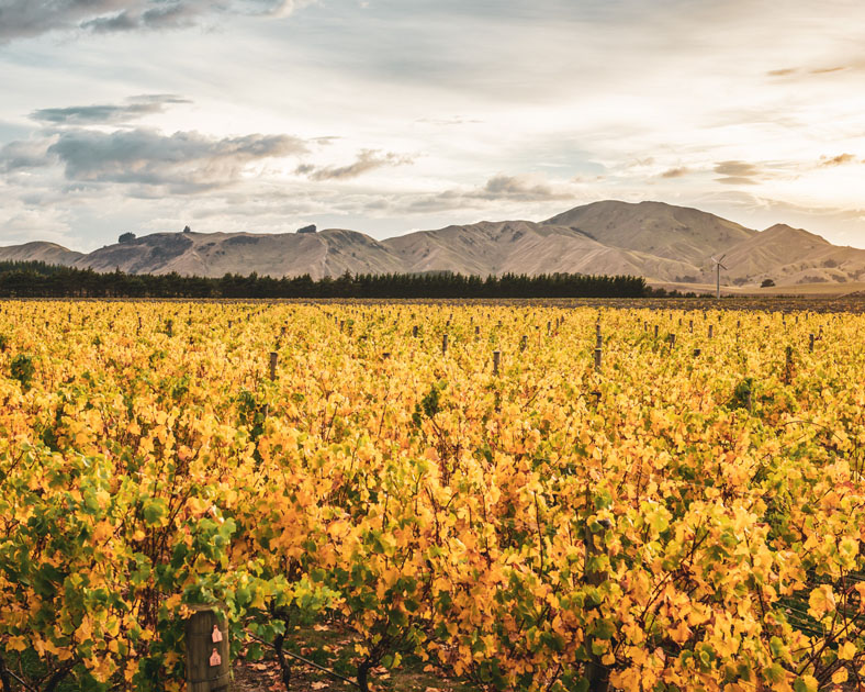 Escarpment Vineyard in autumn