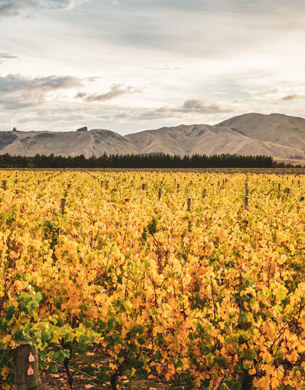 Escarpment Vineyard in autumn