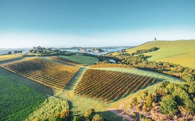 Aerial image of the landing vineyard