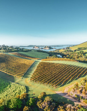 Aerial image of the landing vineyard