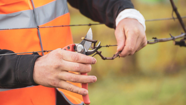 Young viticulturists pruning vines
