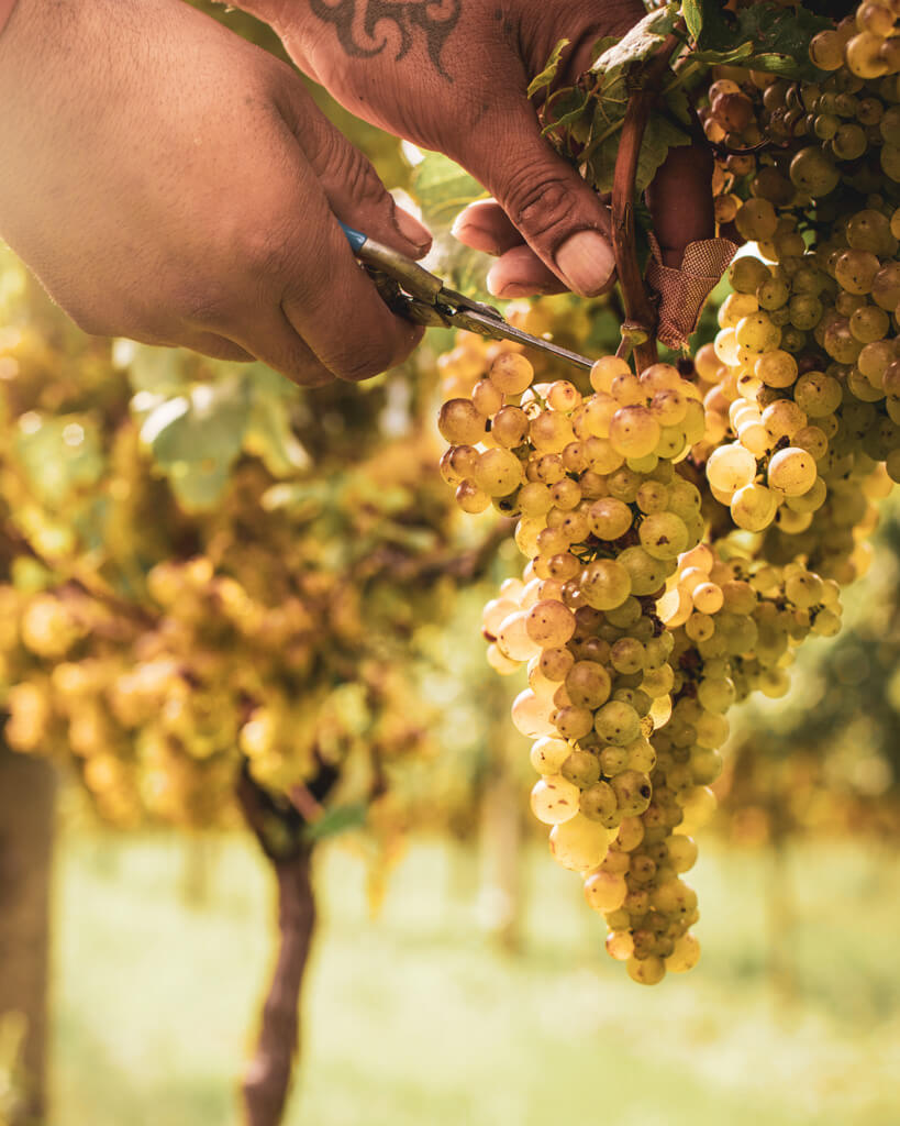 close up of person cutting a bunch of chardonnay grapes off a vine