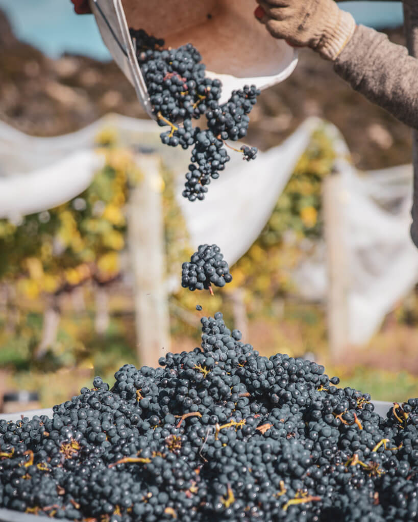 Bunches of pinot noir groups being poured onto a pile of grapes.
