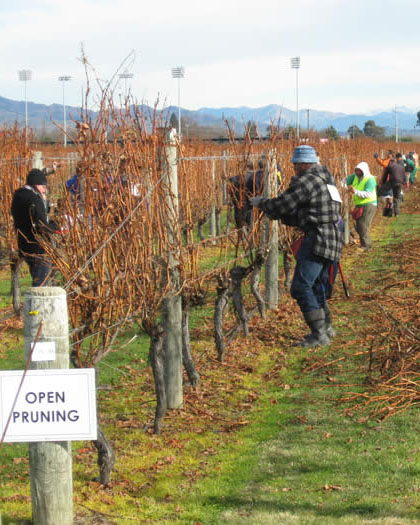 People participating in Silver Secateurs, a pruning competition