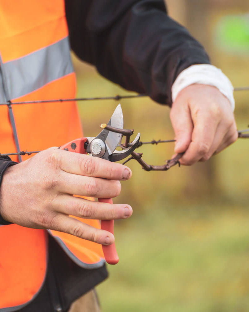 Hands pruning vines