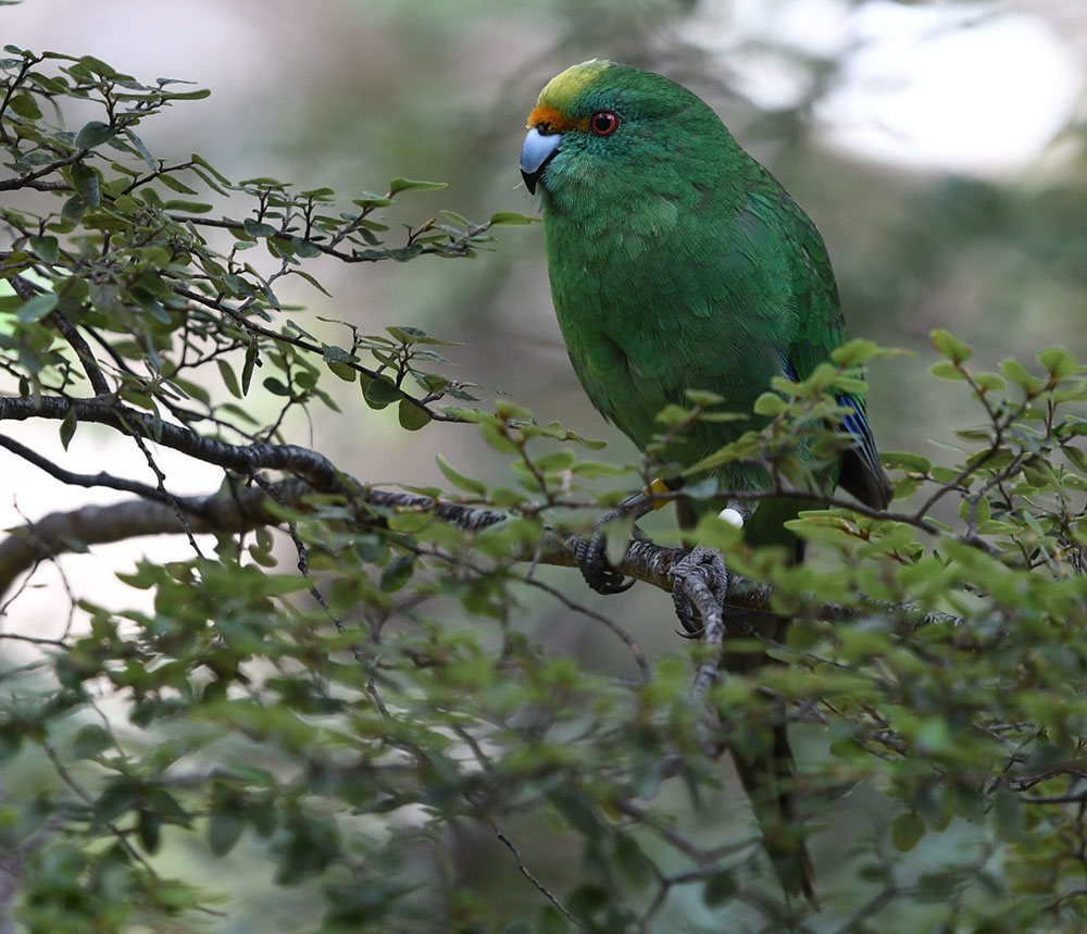 Orange Fronted Kakariki Bird sitting on a branch