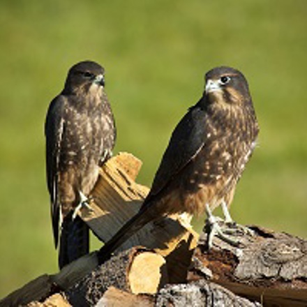 Two New Zealand Falcons perched on firewood.