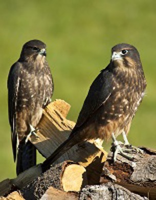 Two New Zealand Falcons perched on firewood.