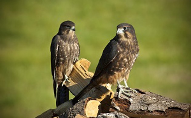 Two New Zealand Falcons perched on firewood.
