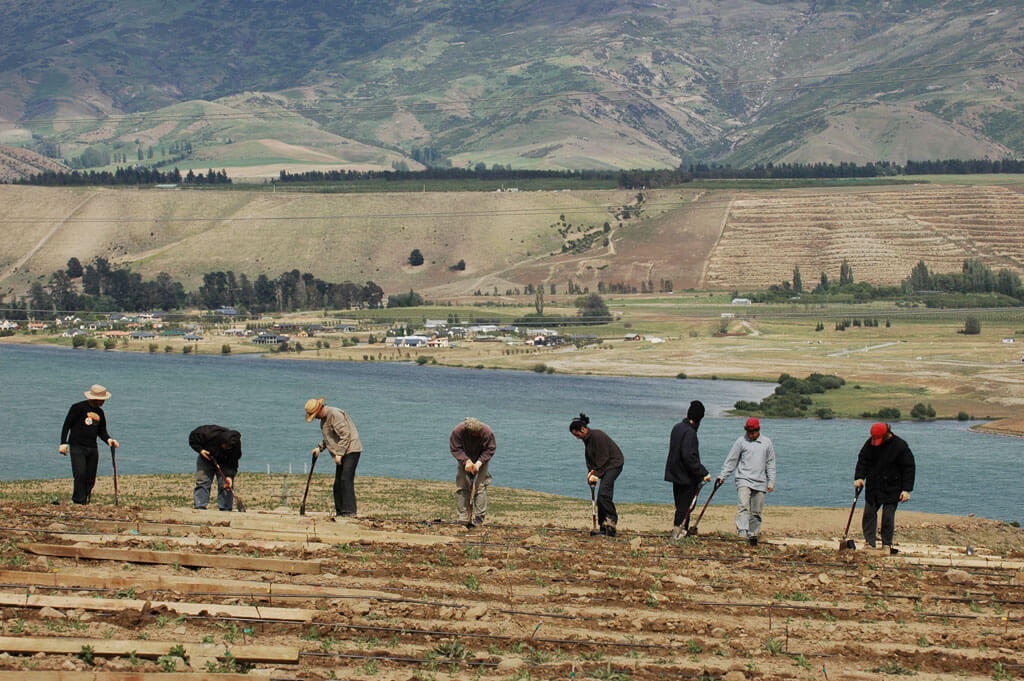 People digging vineyard