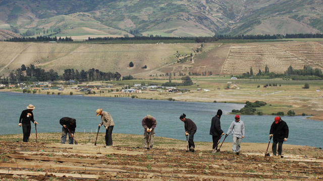 People digging vineyard