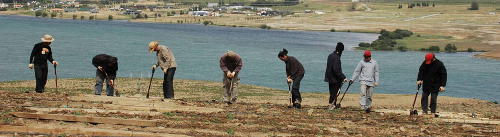 People digging vineyard