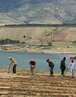 People digging vineyard