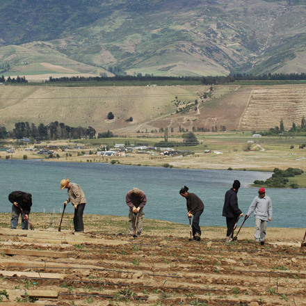 People digging vineyard