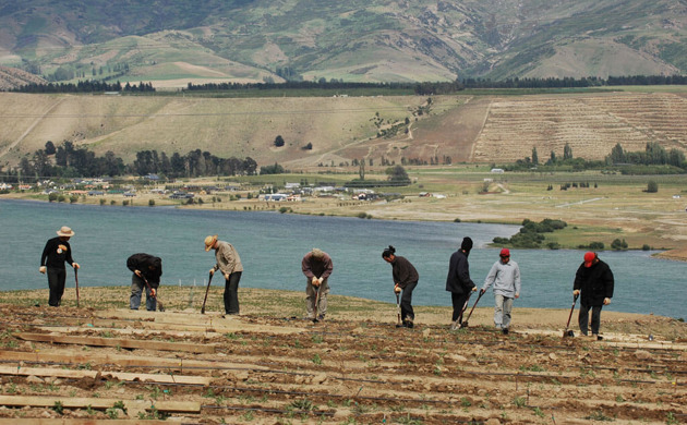 People digging vineyard