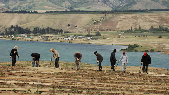 People digging vineyard
