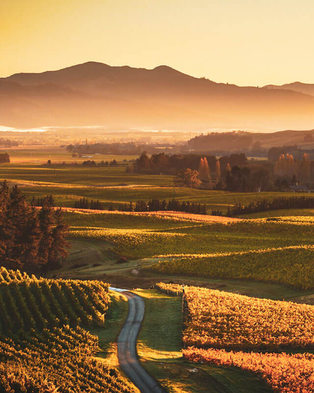 Driveway through vineyard at Churton 