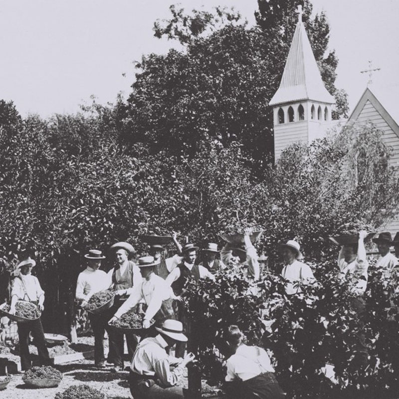 Harvest time outside the Mission Estate Church in Meeanee, late 1800s