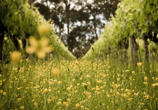 Flowers lining the vines at Milton Vineyards
