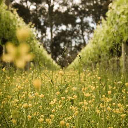 Flowers lining the vines at Milton Vineyards