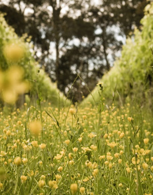 Flowers lining the vines at Milton Vineyards