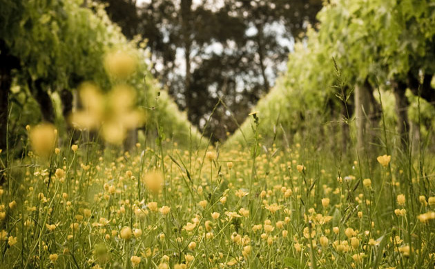 Flowers lining the vines at Milton Vineyards