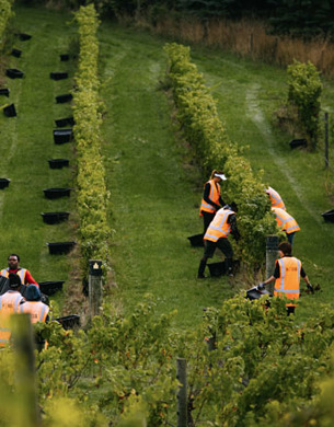 Workers between the vines at Misty Cove.