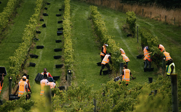 Workers between the vines at Misty Cove.