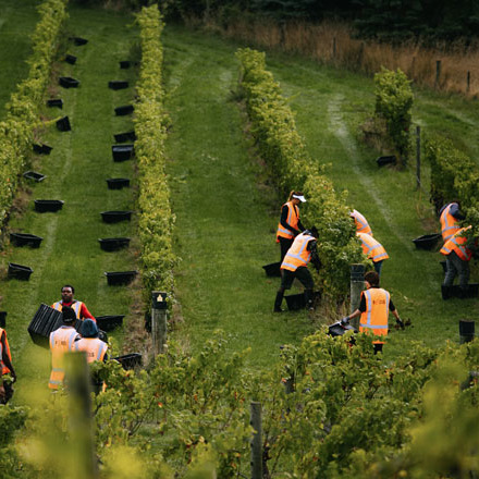 Workers between the vines at Misty Cove.