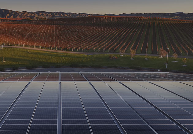 Solar panels at Yealands Estate.