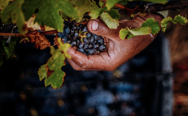 A hand holding a bunch of grapes on the vine