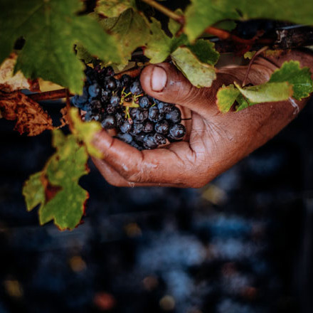 A hand holding a bunch of grapes on the vine