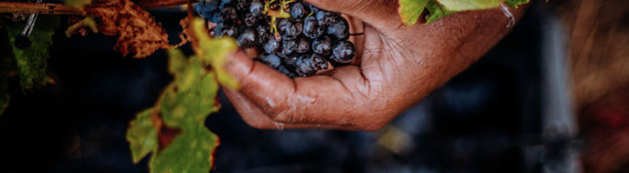 A hand holding a bunch of grapes on the vine