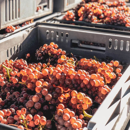 Bunches of pinot gris grapes in plastic containers.