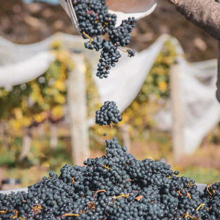 Bunches of pinot noir groups being poured onto a pile of grapes.