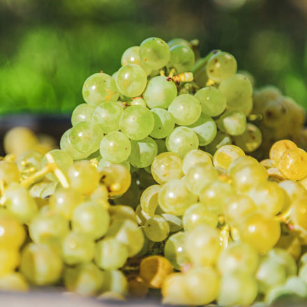 grapes
